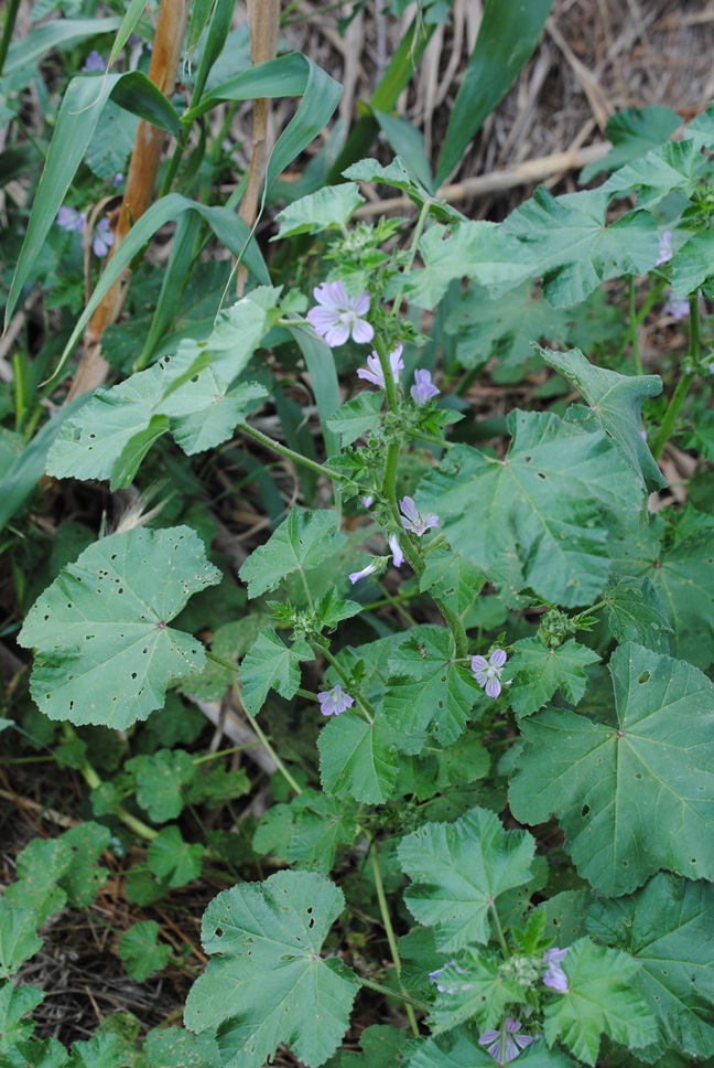 Malva multiflora?